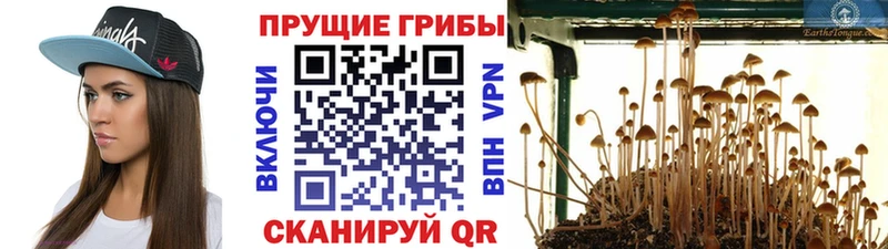 нарко площадка наркотические препараты где продают наркотики MEGA tor Михайловка Галлюциногенные грибы Cubensis